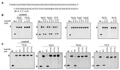 Functional Analysis of the NucS/EndoMS of the Hyperthermophilic Archaeon Sulfolobus islandicus REY15A